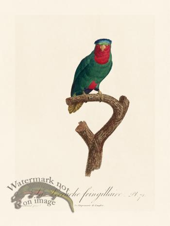 Barraband Parrot 071